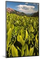 Colorado, Crested Butte. Corn Lily Field and Wildflowers in Summer-Jaynes Gallery-Mounted Photographic Print