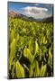 Colorado, Crested Butte. Corn Lily Field and Wildflowers in Summer-Jaynes Gallery-Mounted Photographic Print