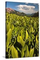 Colorado, Crested Butte. Corn Lily Field and Wildflowers in Summer-Jaynes Gallery-Stretched Canvas