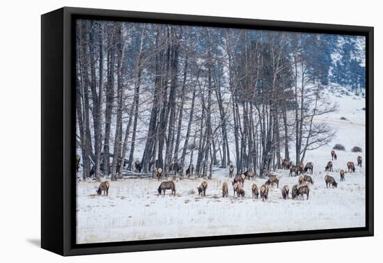 Colorado Elk Herd in Winter-duallogic-Framed Stretched Canvas