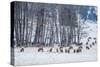 Colorado Elk Herd in Winter-duallogic-Stretched Canvas