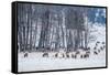 Colorado Elk Herd in Winter-duallogic-Framed Stretched Canvas