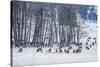 Colorado Elk Herd in Winter-duallogic-Stretched Canvas