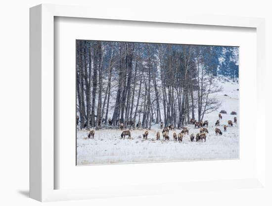 Colorado Elk Herd in Winter-duallogic-Framed Photographic Print