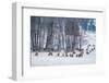 Colorado Elk Herd in Winter-duallogic-Framed Photographic Print