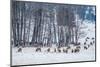 Colorado Elk Herd in Winter-duallogic-Mounted Photographic Print