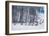 Colorado Elk Herd in Winter-duallogic-Framed Photographic Print