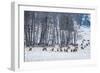 Colorado Elk Herd in Winter-duallogic-Framed Photographic Print