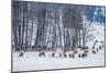 Colorado Elk Herd in Winter-duallogic-Mounted Photographic Print
