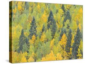 Colorado, Fall Adds Color to Aspen and Conifer Forest Near Lime Creek in the San Juan Mountains-John Barger-Stretched Canvas