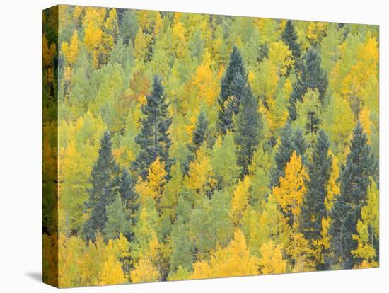 Colorado, Fall Adds Color to Aspen and Conifer Forest Near Lime Creek in the San Juan Mountains-John Barger-Stretched Canvas