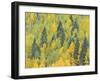 Colorado, Fall Adds Color to Aspen and Conifer Forest Near Lime Creek in the San Juan Mountains-John Barger-Framed Photographic Print