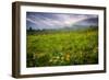 Colorado Flowers-Dan Ballard-Framed Photographic Print