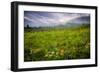 Colorado Flowers-Dan Ballard-Framed Photographic Print