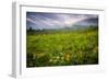 Colorado Flowers-Dan Ballard-Framed Photographic Print