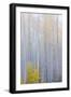 Colorado, Grand Mesa. Composite of Foggy Aspen Forest-Jaynes Gallery-Framed Photographic Print