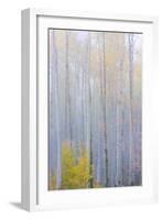 Colorado, Grand Mesa. Composite of Foggy Aspen Forest-Jaynes Gallery-Framed Photographic Print