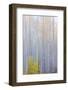 Colorado, Grand Mesa. Composite of Foggy Aspen Forest-Jaynes Gallery-Framed Photographic Print