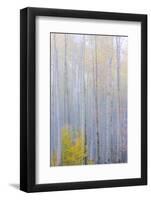 Colorado, Grand Mesa. Composite of Foggy Aspen Forest-Jaynes Gallery-Framed Photographic Print