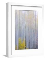 Colorado, Grand Mesa. Composite of Foggy Aspen Forest-Jaynes Gallery-Framed Photographic Print