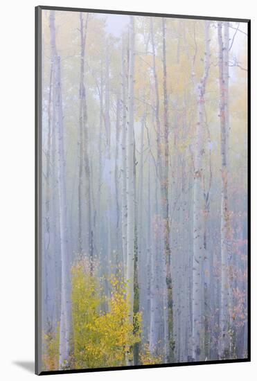 Colorado, Grand Mesa. Composite of Foggy Aspen Forest-Jaynes Gallery-Mounted Photographic Print