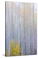 Colorado, Grand Mesa. Composite of Foggy Aspen Forest-Jaynes Gallery-Stretched Canvas