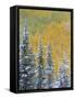 Colorado, Grand Mesa. Early Snowfall on Forest-Jaynes Gallery-Framed Stretched Canvas