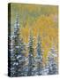 Colorado, Grand Mesa. Early Snowfall on Forest-Jaynes Gallery-Stretched Canvas