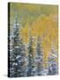 Colorado, Grand Mesa. Early Snowfall on Forest-Jaynes Gallery-Stretched Canvas