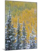 Colorado, Grand Mesa. Early Snowfall on Forest-Jaynes Gallery-Mounted Premium Photographic Print