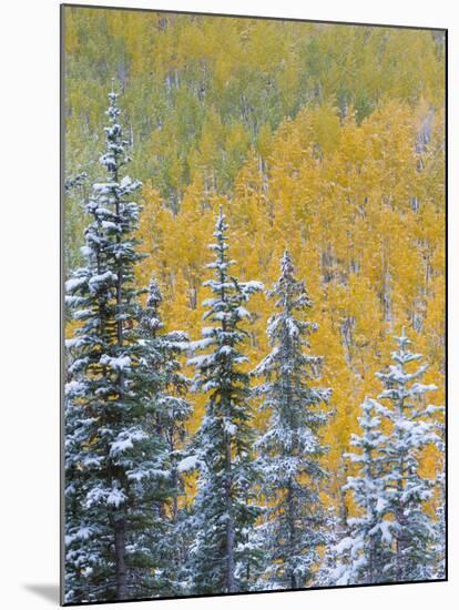 Colorado, Grand Mesa. Early Snowfall on Forest-Jaynes Gallery-Mounted Premium Photographic Print