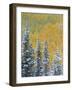 Colorado, Grand Mesa. Early Snowfall on Forest-Jaynes Gallery-Framed Photographic Print