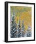 Colorado, Grand Mesa. Early Snowfall on Forest-Jaynes Gallery-Framed Photographic Print