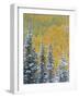 Colorado, Grand Mesa. Early Snowfall on Forest-Jaynes Gallery-Framed Photographic Print