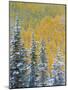 Colorado, Grand Mesa. Early Snowfall on Forest-Jaynes Gallery-Mounted Photographic Print