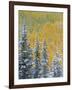 Colorado, Grand Mesa. Early Snowfall on Forest-Jaynes Gallery-Framed Photographic Print