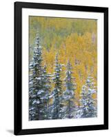 Colorado, Grand Mesa. Early Snowfall on Forest-Jaynes Gallery-Framed Photographic Print