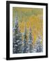 Colorado, Grand Mesa. Early Snowfall on Forest-Jaynes Gallery-Framed Photographic Print