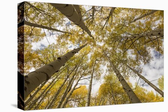 Colorado, Gunnison National Forest. Aspen Trees in Autumn-Jaynes Gallery-Stretched Canvas