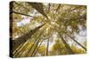 Colorado, Gunnison National Forest. Aspen Trees in Autumn-Jaynes Gallery-Stretched Canvas