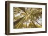 Colorado, Gunnison National Forest. Aspen Trees in Autumn-Jaynes Gallery-Framed Photographic Print