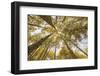 Colorado, Gunnison National Forest. Aspen Trees in Autumn-Jaynes Gallery-Framed Photographic Print