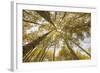 Colorado, Gunnison National Forest. Aspen Trees in Autumn-Jaynes Gallery-Framed Photographic Print