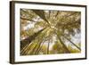 Colorado, Gunnison National Forest. Aspen Trees in Autumn-Jaynes Gallery-Framed Photographic Print