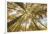 Colorado, Gunnison National Forest. Aspen Trees in Autumn-Jaynes Gallery-Framed Photographic Print