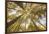 Colorado, Gunnison National Forest. Aspen Trees in Autumn-Jaynes Gallery-Framed Photographic Print