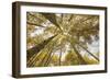 Colorado, Gunnison National Forest. Aspen Trees in Autumn-Jaynes Gallery-Framed Photographic Print
