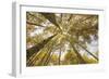 Colorado, Gunnison National Forest. Aspen Trees in Autumn-Jaynes Gallery-Framed Photographic Print