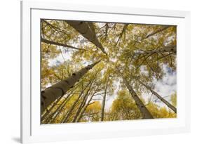 Colorado, Gunnison National Forest. Aspen Trees in Autumn-Jaynes Gallery-Framed Photographic Print