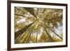 Colorado, Gunnison National Forest. Aspen Trees in Autumn-Jaynes Gallery-Framed Photographic Print